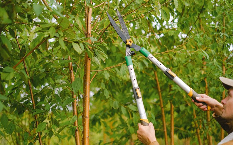 Tree trimming in Owego, NY